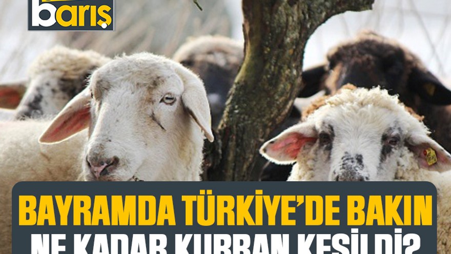 Bayramda Türkiye’de bakın ne kadar kurban kesildi?