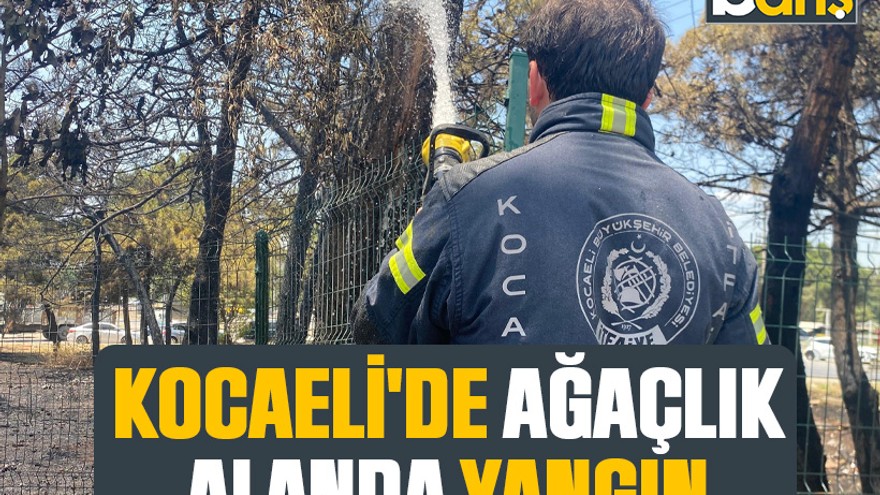 Kocaeli'de ağaçlık alanda yangın
