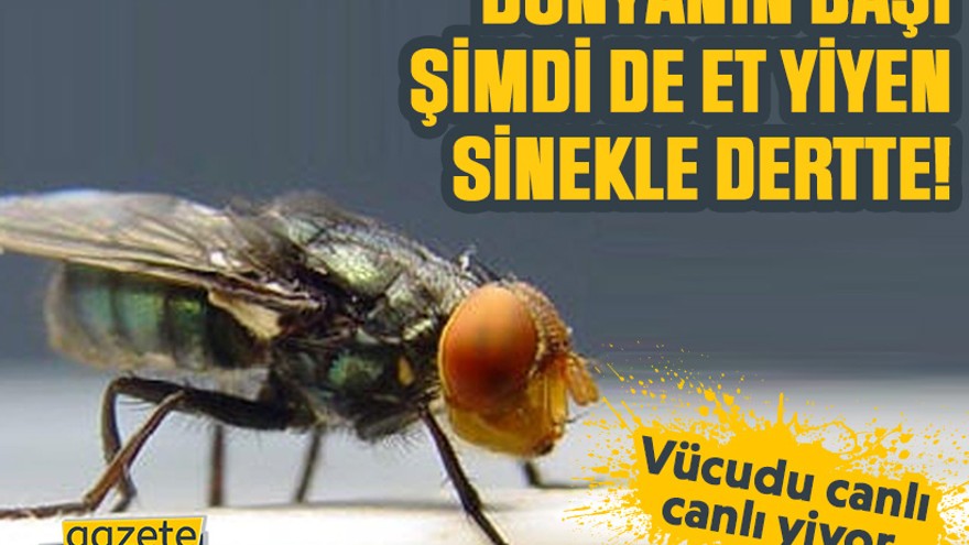 Dünyanın başı şimdi de et yiyen sinekle dertte! Vücudu canlı canlı yiyor