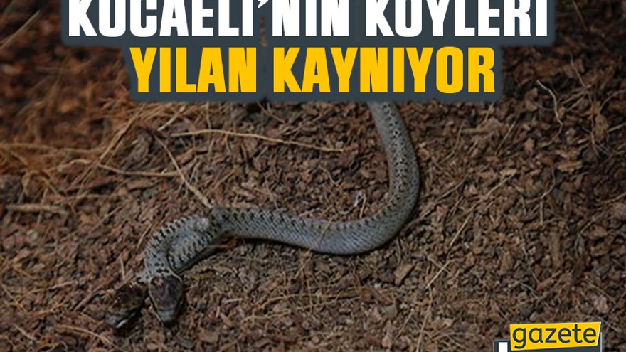 Kocaeli’nin köyleri yılan kaynıyor