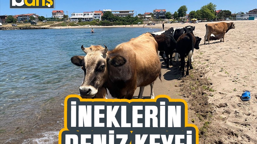 İneklerin deniz keyfi