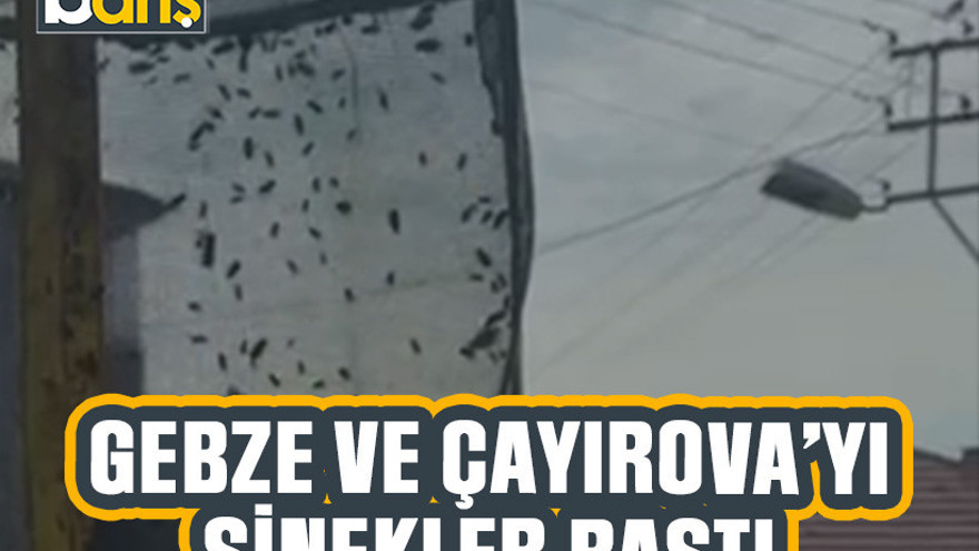 Gebze ve Çayırova’yı sinekler bastı