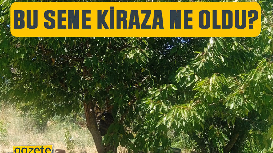 Kocaeli’de kiraz lüks oldu!