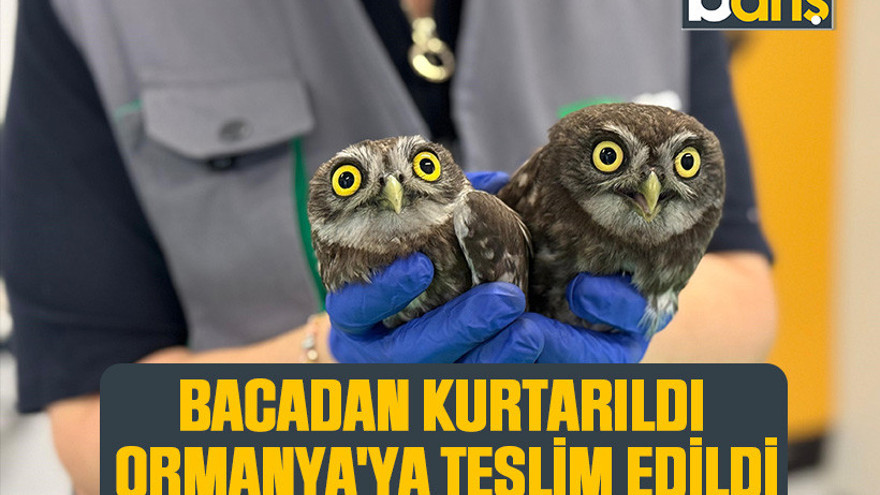 Bacadan kurtarıldı, Ormanya'ya teslim edildi