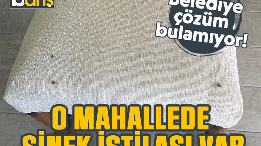 Kocaeli'deki o mahallede sinek istilası var. Belediye çözüm bulamıyor!
