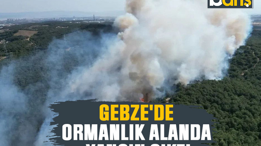 Gebze'de ormanlık alanda yangın çıktı