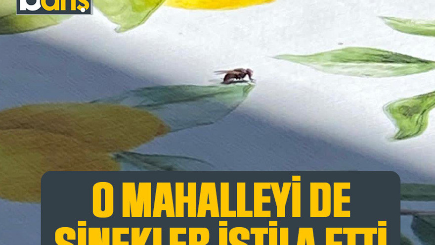 Kocaeli'deki o mahalleyi de sinekler istila etti
