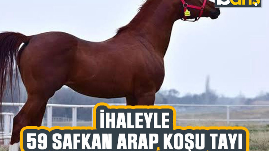 İhaleyle 59 Safkan Arap koşu tayı satılacak