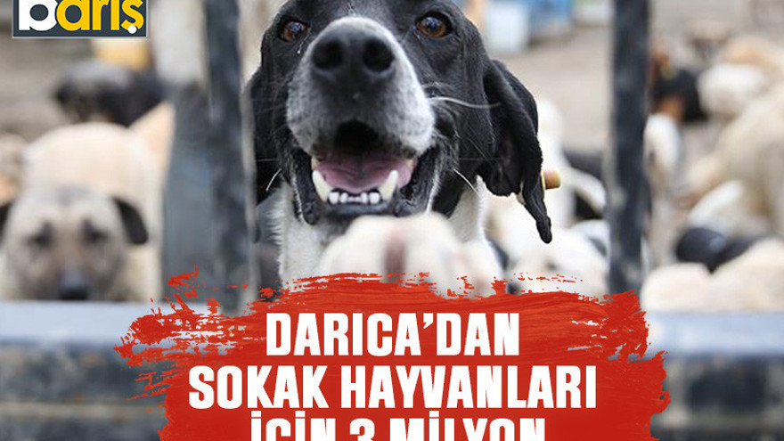 Darıca’dan sokak hayvanları için 3 milyon