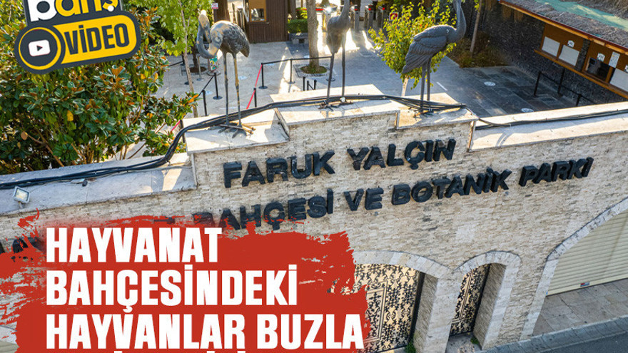 Hayvanat bahçesindeki hayvanlar buzla serinletiliyor
