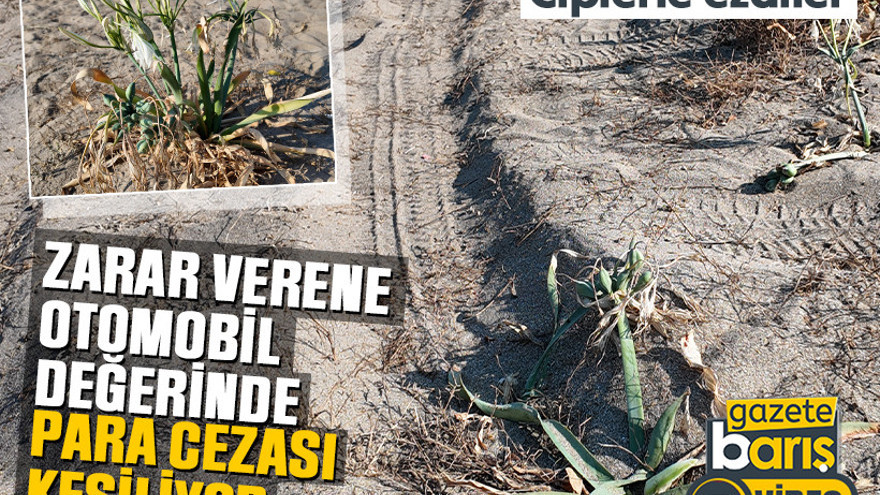 Kandıra’daki plajda otomobil değerinde cezaya sebep olan çiçekleri ezdiler!