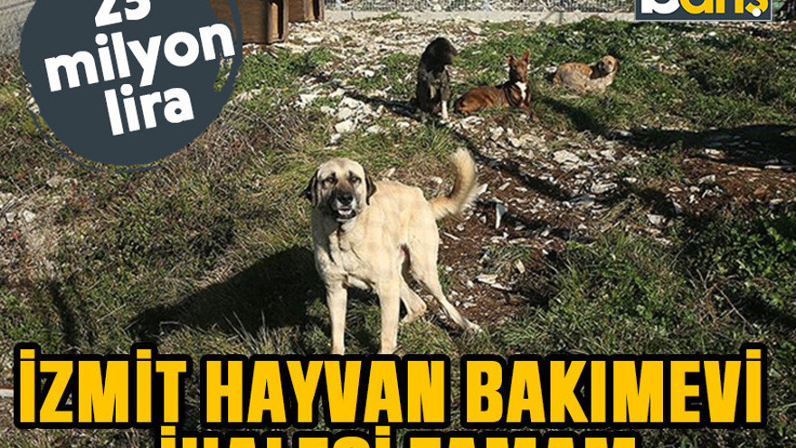 İzmit hayvan bakımevi ihalesi tamam. 23 milyon lira