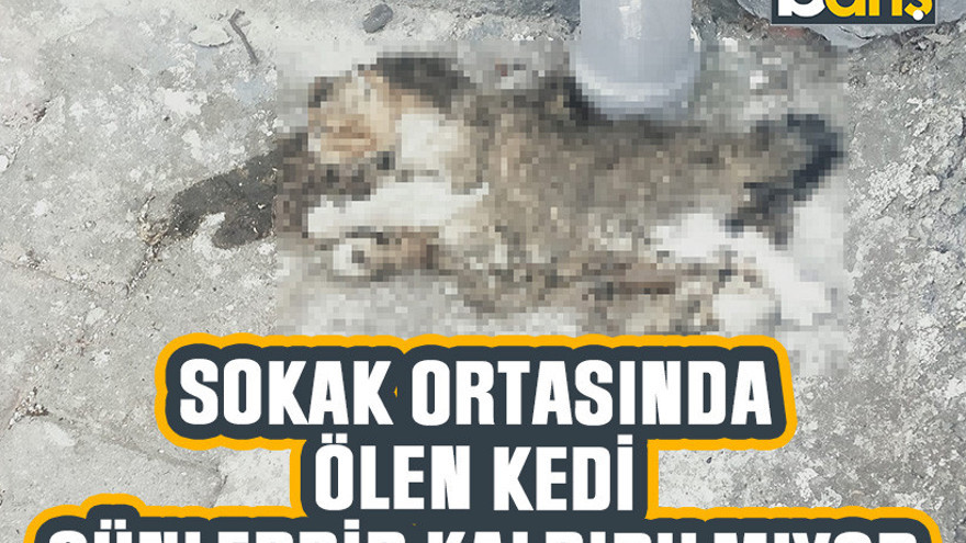 Sokak ortasında ölen kedi günlerdir kaldırılmıyor