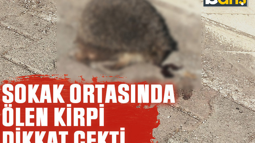 Sokak ortasında ölen kirpi dikkat çekti
