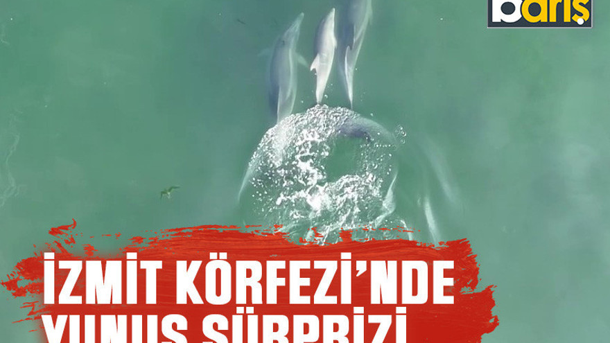 İzmit Körfezi’nde yunus sürprizi