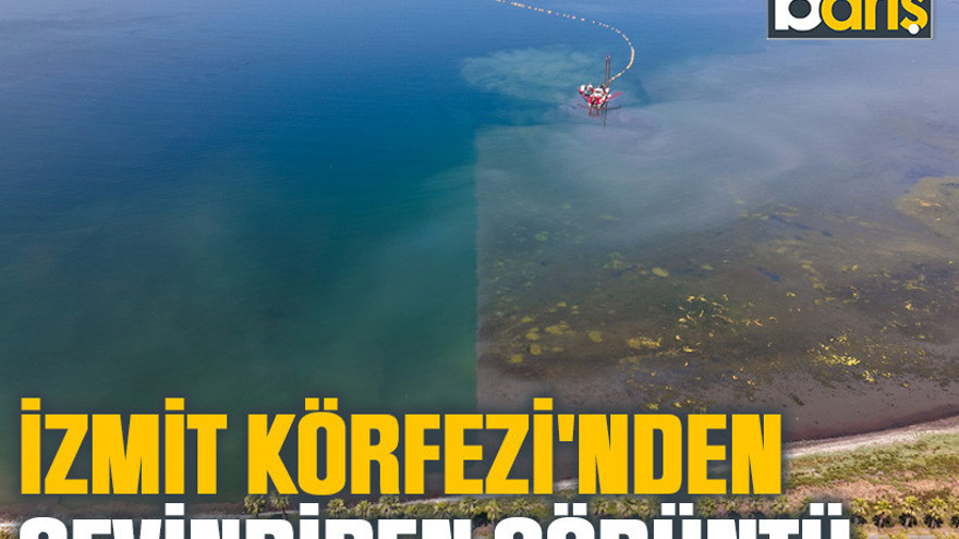 İzmit Körfezi'nden sevindiren görüntü