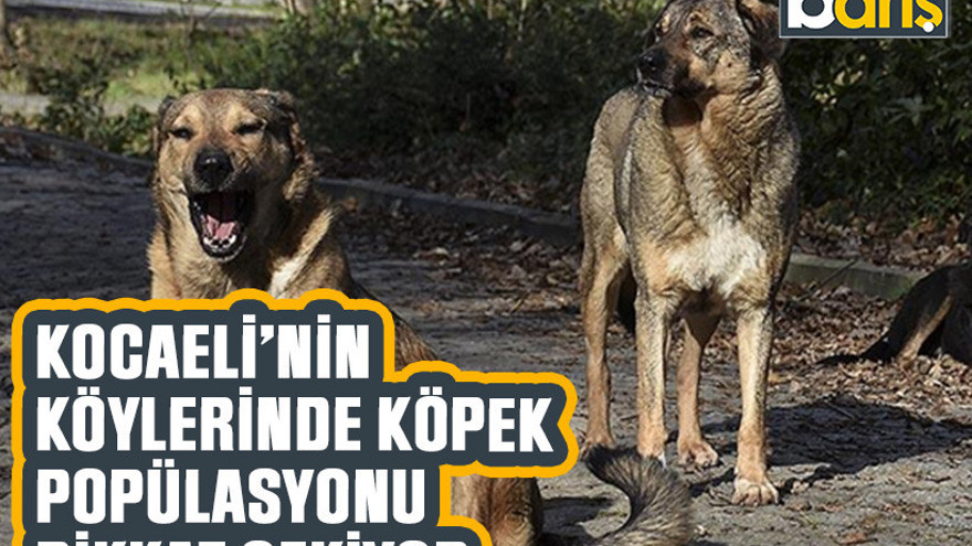 Kocaeli’nin köylerinde köpek popülasyonu dikkat çekiyor