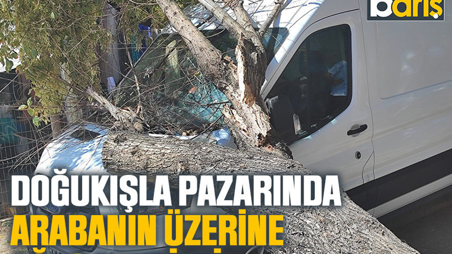 Doğukışla Pazarında arabanın üzerine ağaç devrildi