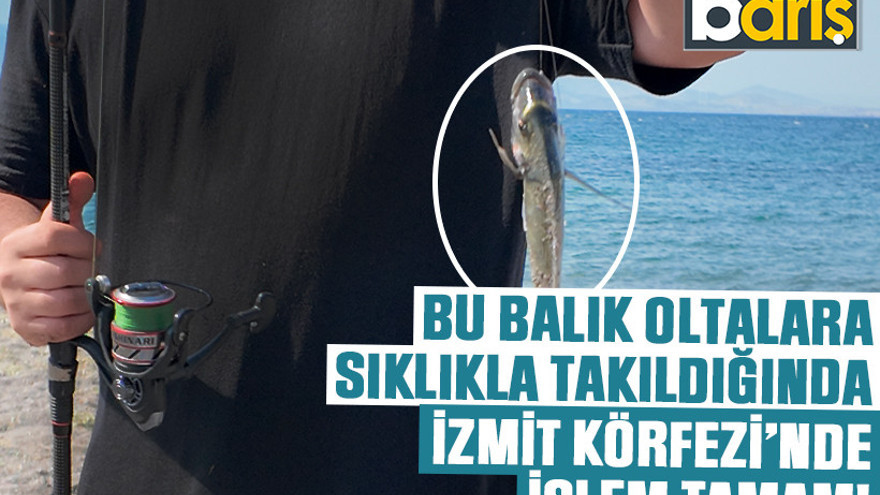Bu balık oltalara sıklıkla takıldığında, İzmit Körfezi’nde işlem tamam!