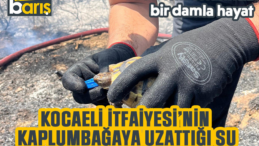 Kocaeli İtfaiyesi’nin kaplumbağaya uzattığı su yürekleri ısıttı