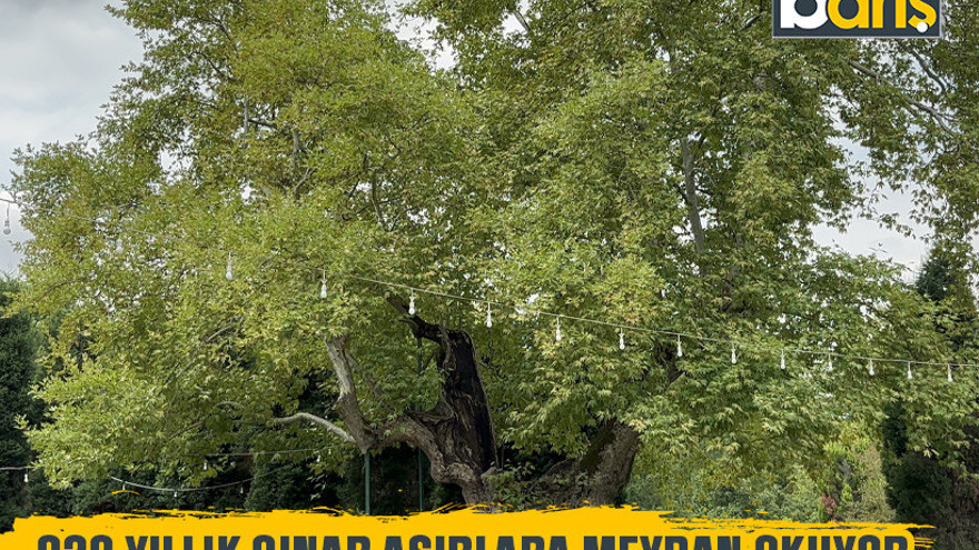 930 yıllık çınar asırlara meydan okuyor