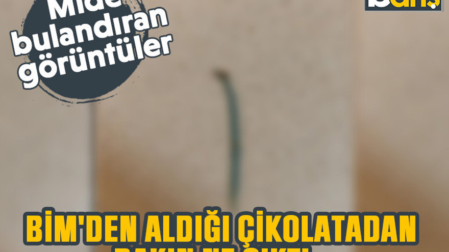BİM'den aldığı çikolatadan bakın ne çıktı... Mide bulandıran görüntüler