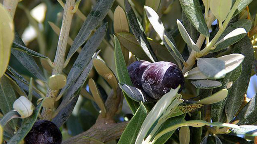 Darıca'da zeytinliklerin imara açılmasına CHP'den şerh!
