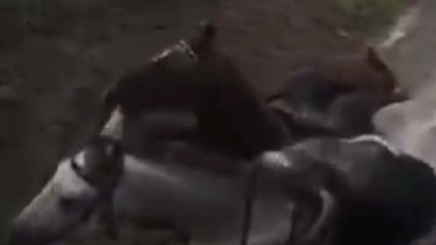 Gebze’de kaçak elektrik faciası: İki at akıma kapıldı