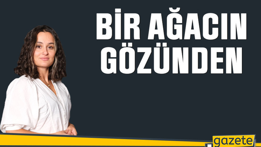 Bir ağacın gözünden