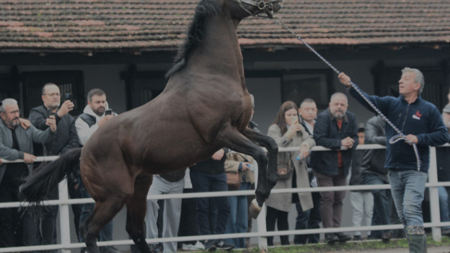 Dünyaca ünlü şampiyon Belardo Kocaeli’de: Yavruları 25 milyon dolar kazandı!